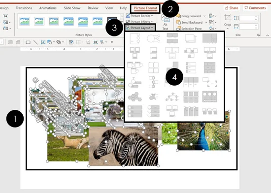 Select your pictures and choose the Picture Layout dropdown to push all your images into SmartArt to quickly crop them all in PowerPoint