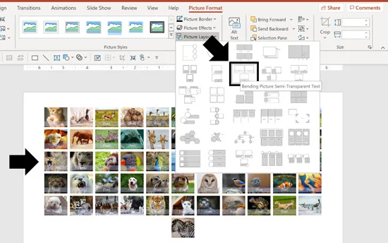 Example selecting the bending picture semi-transparent text SmartArt graphic to crop your pictures