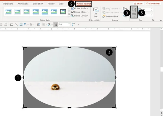 Select your photo and click the Crop command to adjust your image inside the cropped area